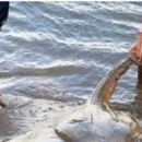 Video: pescaron una raya de más de cien kilos en el Río Paraná