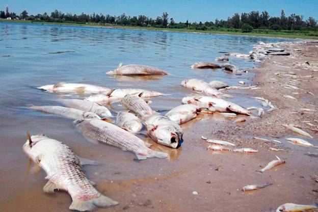 La fauna ictícola del Paraná en serio peligro