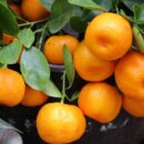 Video que duele ver: el impactante momento en que tiraron 8000 kilos de mandarinas