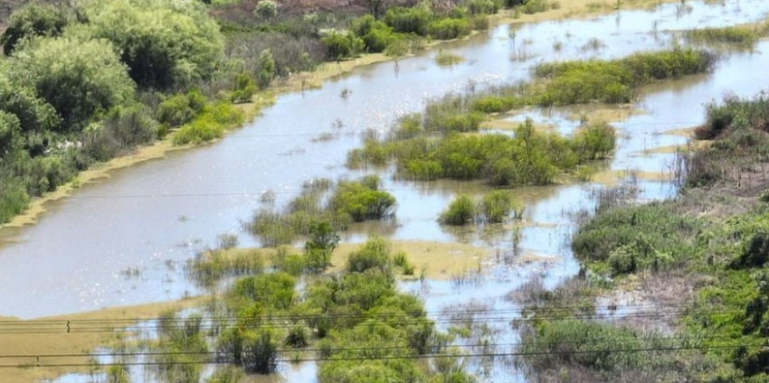 Un senador santafesino pide información sobre plaguicidas en sábalos