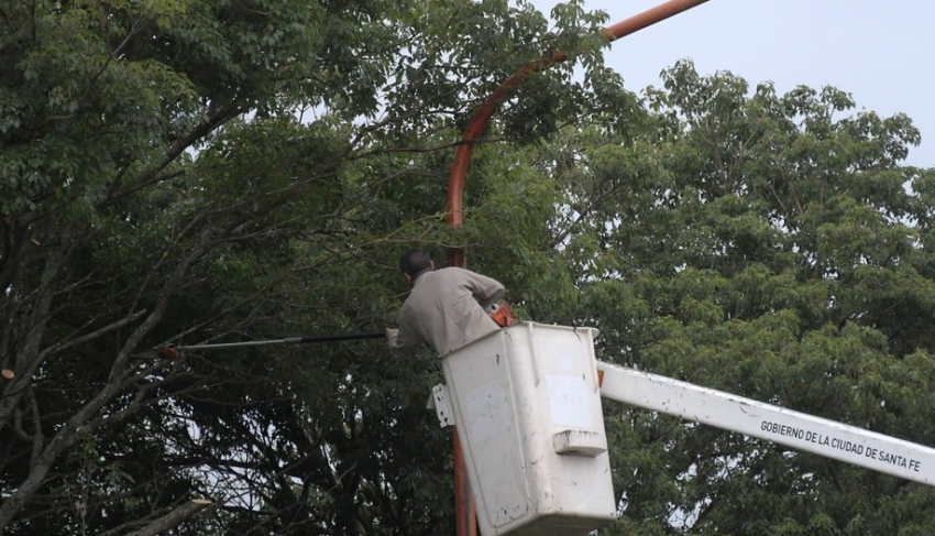 Ahora el Concejo puso el foco en el registro de podadores de árboles de la ciudad de Santa Fe
