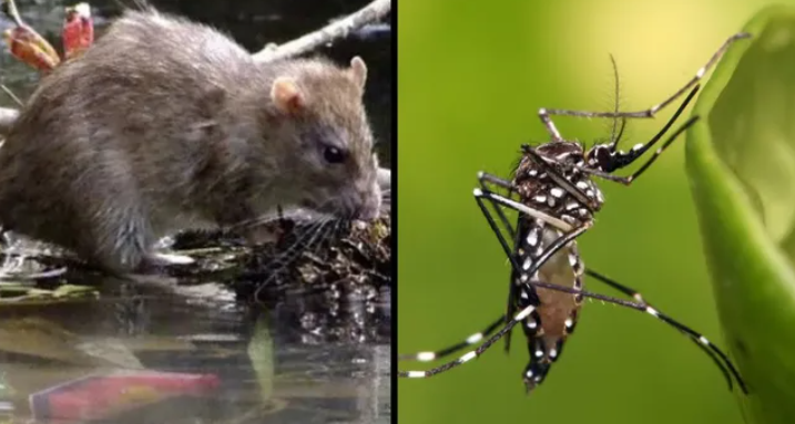 Radiografía del dengue y la leptospirosis en el Gran Santa Fe: las revelaciones de un estudio que llevó tres años de trabajo