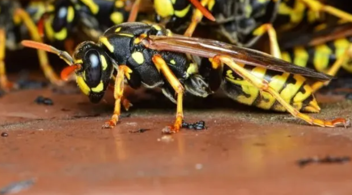 Un hombre murió luego de ser atacado por un enjambre de avispas en San Carlos Centro