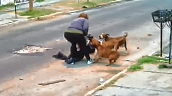 Dos pitbulls mataron a un caniche y los vecinos denuncian ataques sistemáticos: “¿Esperan que ataquen a un niño?”