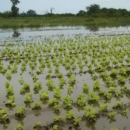 Emergencia en las quintas santafesinas: se perdió el 80% de la producción y ya sube el precio de la verdura