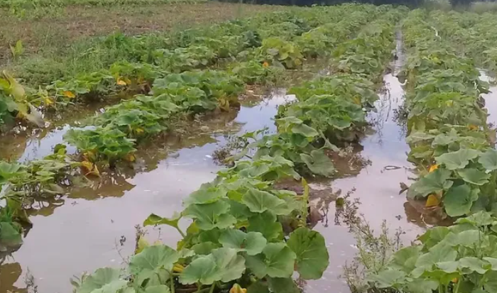 Quinteros apuestan a recuperarse y reactivar la producción que sufrió un daño de hasta un 80% en el Gran Santa Fe