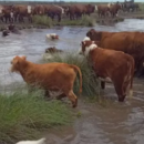 Lluvias en el norte de Santa Fe: el gobierno convocó a la Comisión de Emergencia Agropecuaria para el miércoles