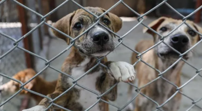 Santa Fe endurece penas por maltrato animal y regula su traslado en vehículos
