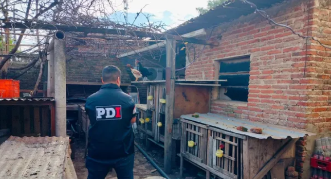 Golpe al microtráfico en Bº Villa Hipódromo: cocaína, millones de pesos, miles de dólares y hasta gallos de riña