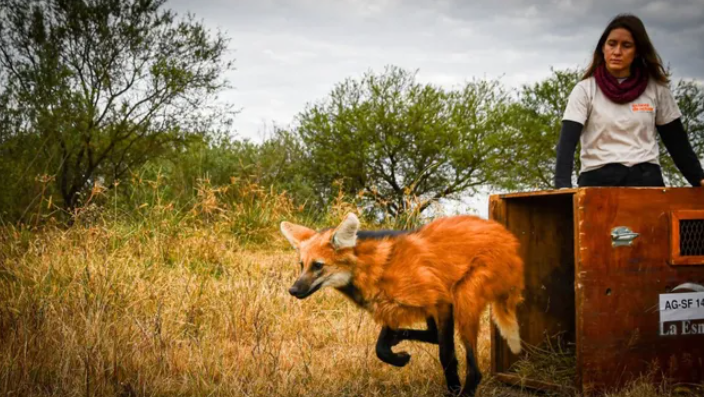 Histórica liberación de fauna silvestre en Santa Fe: devuelven a su hábitat a un oso hormiguero gigante y un aguará guazú