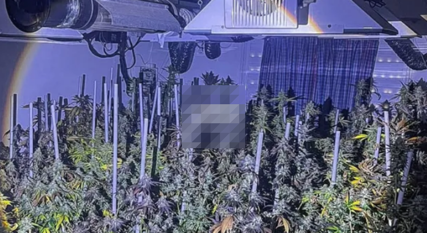 Fuego, humo y droga: apagaron un incendio en el norte de la ciudad y descubrieron un vivero de marihuana