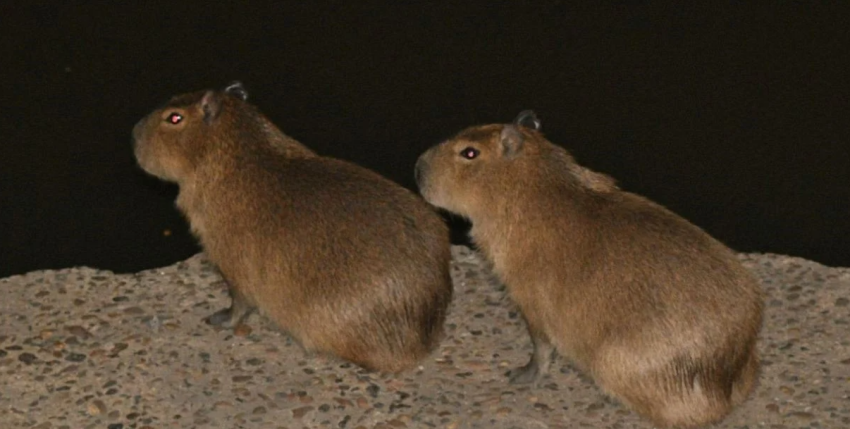 ¿Chigüiro, capibara o carpincho?: los nombres del gigante que habita Santa Fe y alerta en los humedales