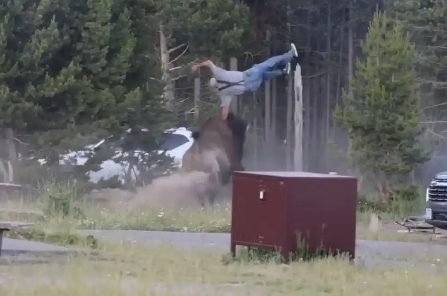 Susto en Estados Unidos: un bisonte embistió e hizo volar por el aire a un fotógrafo en un parque