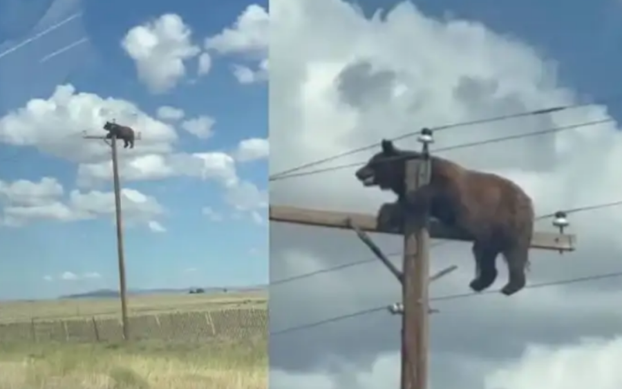 Un oso trepó a un poste de luz y murió electrocutado en Nuevo México