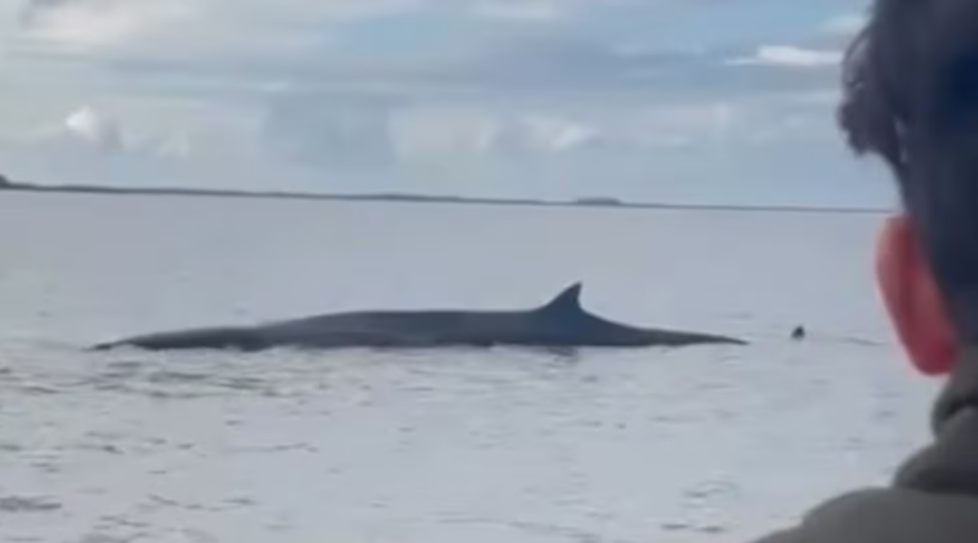 Una ballena quedó encallada en el Río de la Plata: Prefectura Naval desplegó un operativo de rescate