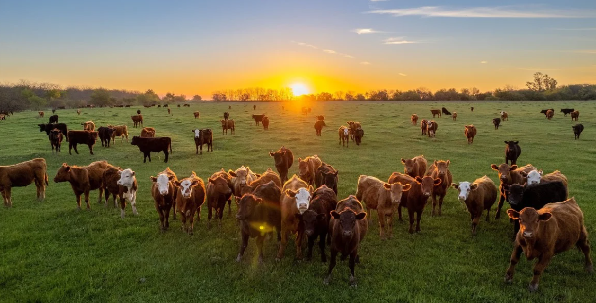 Santa Fe apuesta a la trazabilidad ambiental para fortalecer las exportaciones agropecuarias
