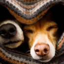 Cómo proteger a perros y gatos del frío durante el invierno