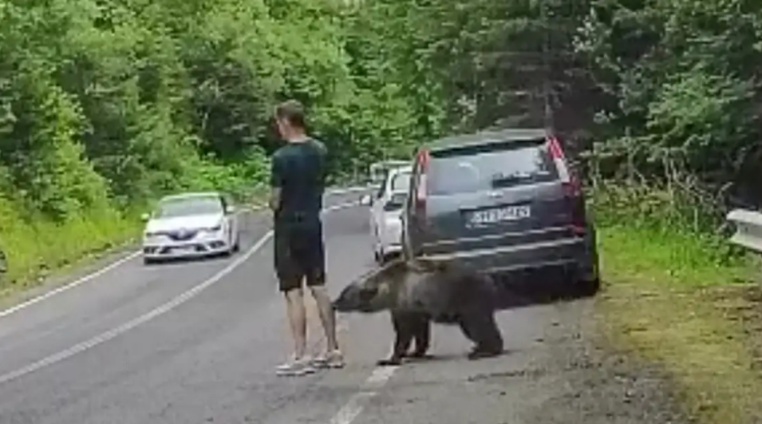 Un hombre fue atacado por un oso y tardó varios segundos en reaccionar: el video