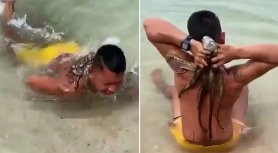 Video viral: nadaba tranquilo hasta que un pulpo se le prendió de la espalda