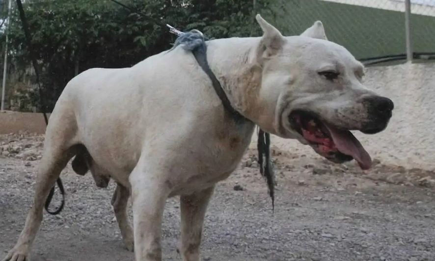 Córdoba: un perro atacó a un niño de dos años y permanece internado