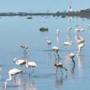 Pidieron que se coloque señalética informativa con alertas ambientales en cursos de agua de Santa Fe