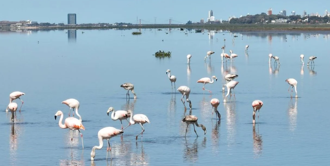 Pidieron que se coloque señalética informativa con alertas ambientales en cursos de agua de Santa Fe