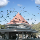 Proponen crear palomares ecológicos en Santa Fe para controlar la población de aves