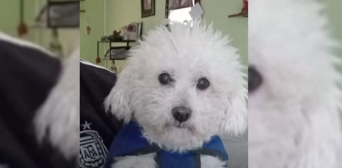 Policías y vecinos recuperan un caniche que había sido robado a un adulto mayor en barrio El Pozo