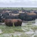 Productores advierten por El Niño: preocupa una crecida del Paraná y ya preparan el traslado del ganado de las islas