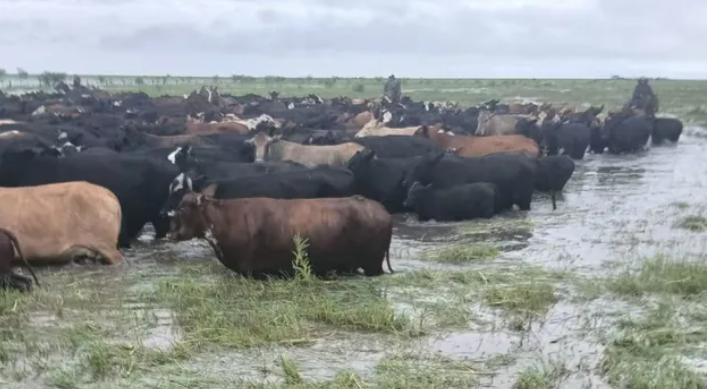 Productores advierten por El Niño: preocupa una crecida del Paraná y ya preparan el traslado del ganado de las islas
