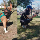 Un pitbull lleva siete meses alojado en una comisaría de Santa Fe tras morder a una nena y proteccionistas reclaman su adopción