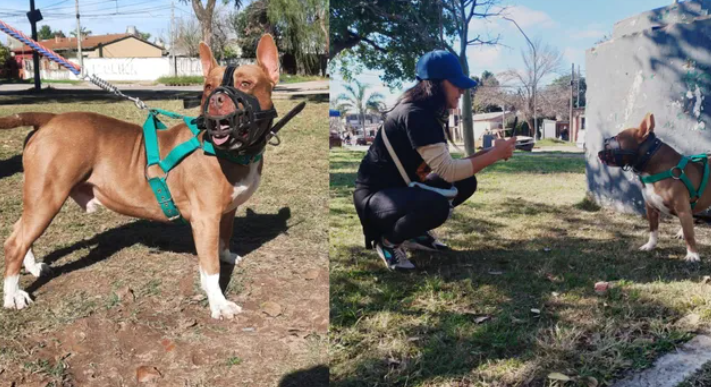 Un pitbull lleva siete meses alojado en una comisaría de Santa Fe tras morder a una nena y proteccionistas reclaman su adopción