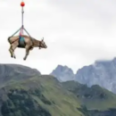 La “vaca voladora”: quedó atrapada en la montaña y la rescataron en helicóptero