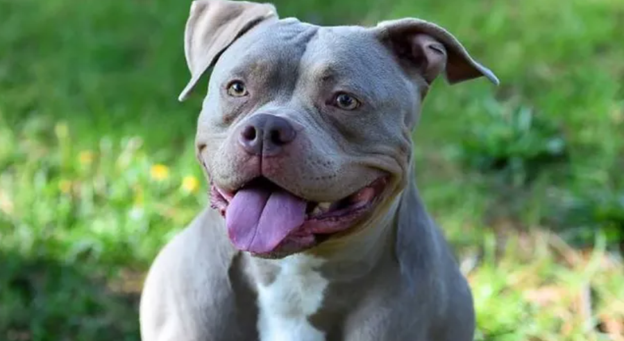 Una beba de cuatro meses murió tras ser atacada por un pitbull mientras dormía en su cuna