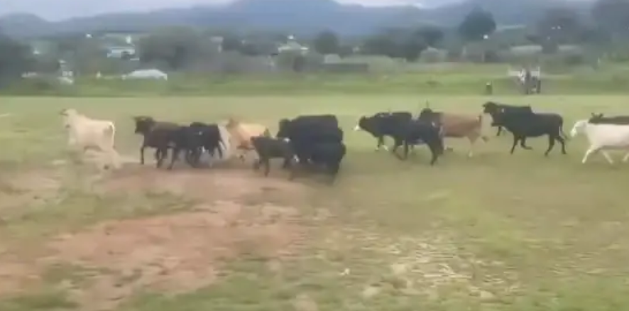 Insólito: un grupo de vacas invadió una cancha y obligó a suspender un partido