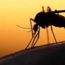Mosquitos de gran tamaño aparecieron en viviendas de Santa Fe en pleno invierno