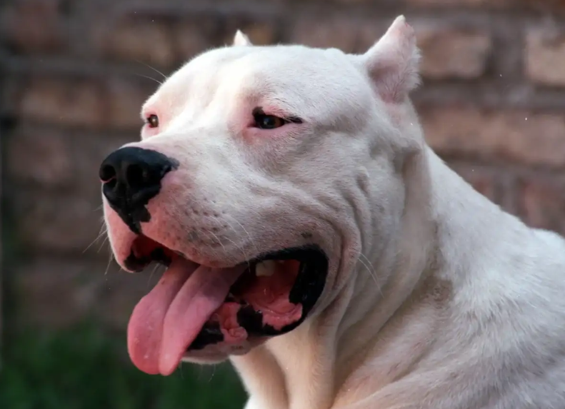 Conmoción por la muerte de un nene de 2 años tras el ataque de un pitbull