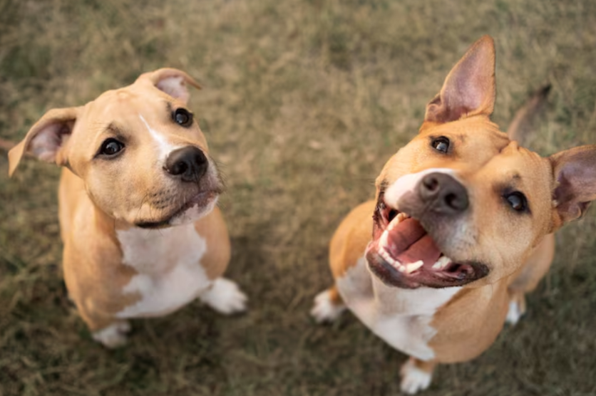 Cómo entender a tu perro: las señales que revelan qué está sintiendo