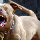 Terror en barrio Roma por un pitbull suelto que atacó a otro perro y mordió a un vecino: piden endurecer los controles