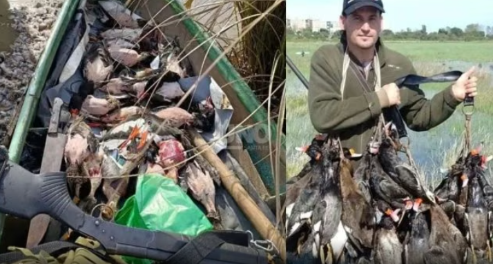 Caza furtiva en la Setúbal y escándalo ambiental: denunciaron la matanza de aves protegidas frente a la Costanera