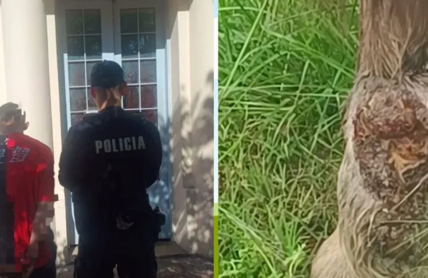 Rescataron a un caballo herido en el norte de Santa Fe y trasladaron a un hombre