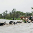 Crecida del río en la costa santafesina: evacúan más de 15 mil cabezas de ganado en la zona de San Javier