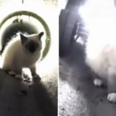 Ingenioso rescate en Estados Unidos: utilizaron un robot para liberar a un gatito atrapado en una tubería
