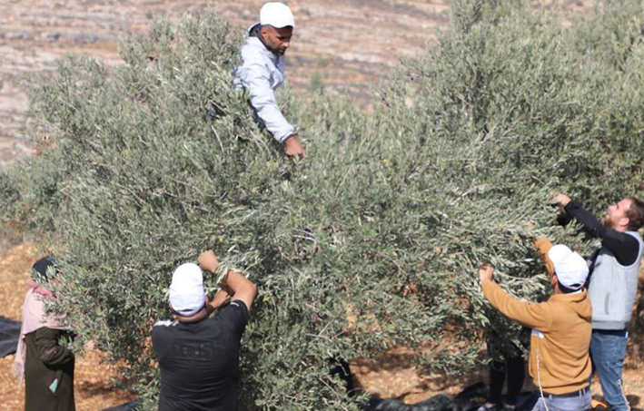 Cisjordania: la ONU advierte por los ataques de colonos israelíes en la cosecha de aceitunas
