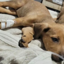 Impulsan un Hospital Público Veterinario en Santa Fe con atención gratuita y guardia de urgencias las 24 horas para perros y gatos