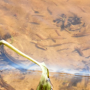 La fascinante estrategia de supervivencia de los peces del Paraná ante la creciente