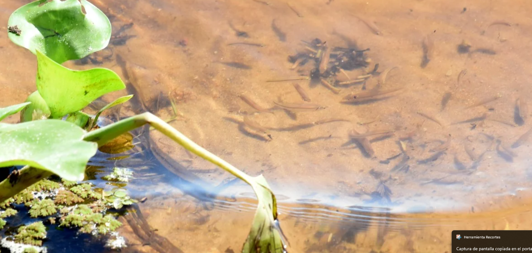 La fascinante estrategia de supervivencia de los peces del Paraná ante la creciente